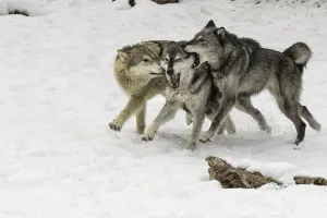 Grauerwolf oder Rotluchsgeier Packverhalten im Winter (Käfigsituation)Canis lupus