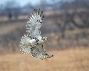 Raptor Bird Photography Drucke: Hawk in flight