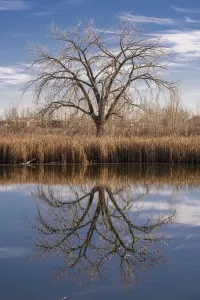 Colorado Winter Landscape Drucke: Lone tree reflection