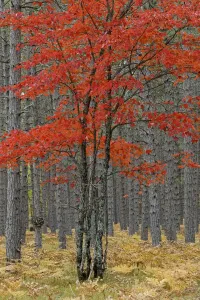Upper Peninsula Michigan Drucke: Red maple tree among pine tree trunks, Hiawatha National Forest