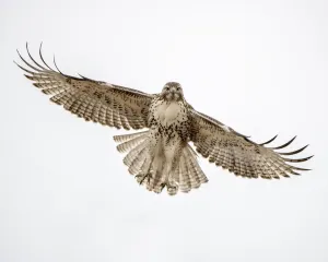 Danita Delimont Wildlife Images Drucke: Red-tailed hawk doing a fly by