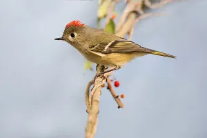 Rothschädelkönigsvogel am Zweig
