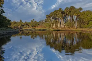 Schwarze Palmen spiegeln sich am Econlockhatchee River wider, einem Schwarzwassersitzfluss des St. Johns Rivers in der Nähe von Orlando im Bundesstaat Florida