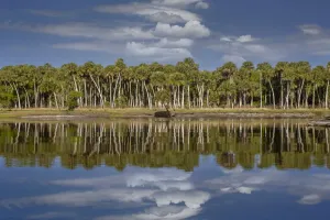 Schwarze Palmen spiegeln sich im Econlockhatchee River wider, einem Schwarzwassers sidearm des Flusses Saint John's nahe von Orland in Florida