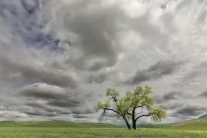 American Countryside Views Drucke: Single tree among wheat fields and clouds, Palouse region of eastern Washington