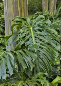 Splitschlauch-Philodendron und Regenbogen-Eukalyptusbaum. Kula-Botanische Gärten, Inland