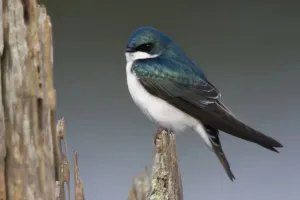 National Wildlife Refuge Drucke: Tree Swallow