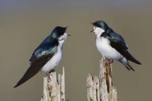 Swallow Bird Species Drucke: Tree Swallow Pair