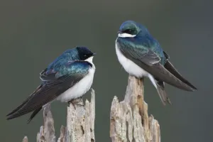 National Wildlife Refuge Drucke: Tree Swallows