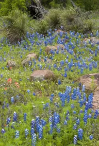 Die USA, Texas, Llano County. Feld mit blauvollen Blumen und Felsen