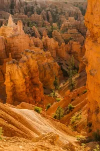 Bryce Canyon Nationalpark, Utah. Eiche sind entlang des Canyons verteilt und Hügeloche