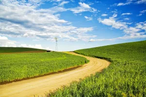 Danita Delimont Landscape Photography Drucke: Winding backroad through Spring wheat fields, USA, Washington State, Palouse Region