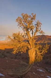 Utah Juniper Tree Drucke: A Utah Juniper (Juniperus osteosperma) tree in wintertime, Capitol Reef National Park