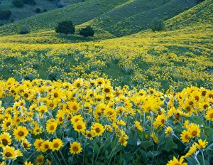Arrowleaf Balsamroot Drucke: UTAH. USA. Arrowleaf