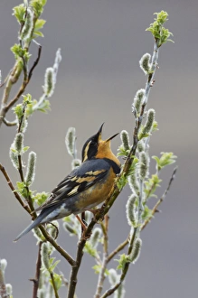 Seward Peninsula Birds Drucke: Varied Thrush Singing
