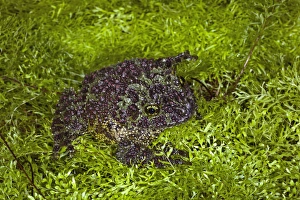Vietnamese Mossy Frog Drucke: Vietnamese Mossy Frog, Theloderma corticale