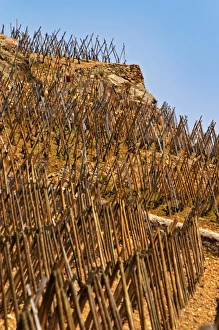 Terraced Vineyard Landscape Drucke: Vines traned in echalat, winter pruned. Terraced vineyards in the Cote Rotie district