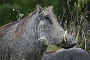 Kenya Animal Pictures Drucke: Warthogs, Phacochoerus aethiopicus, Masai Mara, Kenya