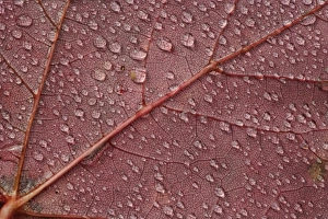 Red Maple Leaf Drucke: Water drops on red maple leaf, A