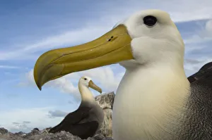 Phoebastria Irrorata Drucke: Waved Albatross