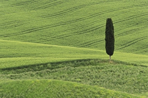 Cypress Tree Europe Drucke: Wheat field and single cypress tree, Tuscany region of Italy