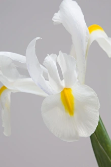 Flora And Fauna Photography Drucke: White iris