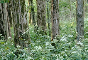 Cedar Tree Landscape Drucke: White snakeroot beneath a cedar forest, White Oak Trail, Mammoth Cave National Park