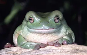 Amphibien Drucke: Weißer Riesensalamander, Litoria caerulea ist ursprünglich aus Australien