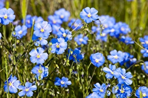 Field Flowers Drucke: Wild Blue Flax