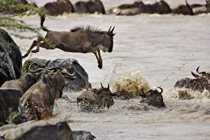 Wildebeest In Water Drucke: Wildebeest jumping