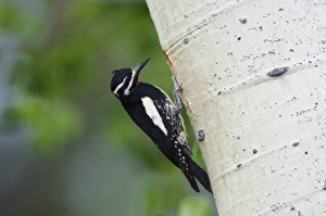 Gerahmter Druck : Williams-Sumpfsumenler, Sphyrapicus thyroideus, erwachsener männlicher Vogel im Nestkammer eines Eichenbaums