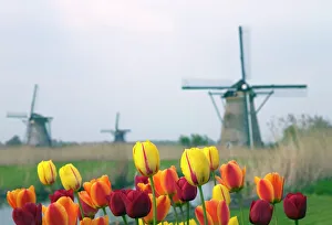 Dutch Landscape Photography Drucke: Windmills and tulips
