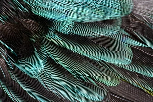 Macro Nature Images Drucke: Wing Coverts