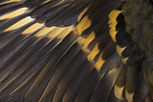 Nature Beauty Photography Drucke: Wing Feathers of Varied Thrush