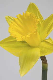 Wildflower Photography Tips Drucke: Yellow daffodil