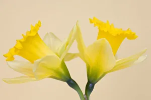 Drucke von Gelbe Narzissen Bilder Datiert 2006 März: Gelbe Knabenblumen