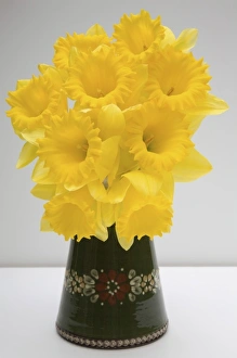 Yellow Daffodils Drucke: Yellow daffodils