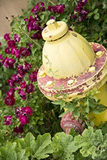 Drucke von Gelber Wasserhahn umgeben von Rosen in Taos, Neumexiko/USA Bilder Datiert 2015 Juni: Gelber Wasserhahn umgeben von Rosen in Taos, Neu-Mexiko, USA
