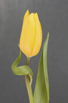Delicate Blooms Drucke: Yellow tulip