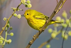 South Padre Island Texas Drucke: Yellow Warbler
