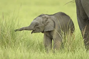Corbett National Park Animals Drucke: Young one of Indian