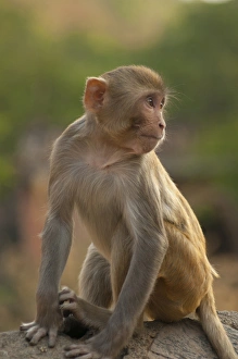 Drucke von Junges Rhese-Makake in dem Tempel des Makaken ,Jaipur,Rajasthan Indien Rhesus-Affe Drucke: Junges Rhessushuhn im Tempel des Monchs in Jaipur, Indien (Rajasthan)