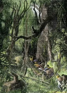 Drucke von Entdecken Sie einen tropischen Regenwald wie z.B. im Zentral- oder Südamerika.Handschriftlich gefärbte Holzstich einer Illustration des 19. Jahrhunderts Wald-Kunstwerk Drucke: Die Erkundung einer tropischen Regenwaldwälder