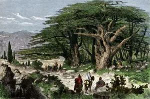 Zederbaumen aus Libanon