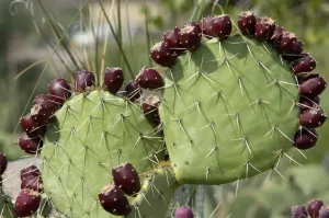 Sonstiges Drucke: Echte Kakteen mit Frucht