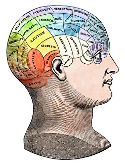 Drucke von Phrenologische Darstellung der verschiedenen Organe des Gehirns im menschlichen Kopf, um 1890. Handkolorierter Holzschnitt einer Illustration aus dem 19. Jahrhundert Vintage-Poster: Phrenologischer Modell der Persönlichkeitsmerkmale