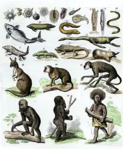 Wissenschaft:Erfindung Drucke: Die menschliche Evolution wie sie in den 1870er Jahren beschrieben wurde.