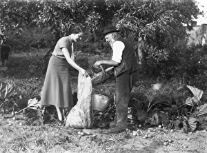 Drucke von Besuch einer Äpfelweinherstellung mit älterem Herrn und jüngerer Dame im September 1934Garland SammlungKurzbeschreibung West Sussex Record OfficeRef Nr.: Garland N10071 Bilder Datiert 2012 August: Apfelsammlung im Cidernachbarn
