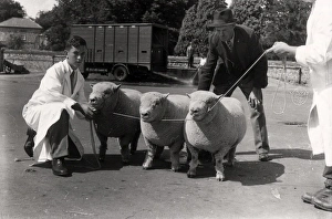 Vintage Farming Equipment UK Drucke: Southdown Sheep Show
