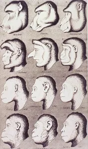 A series of primate heads progressively develop to more human-like features